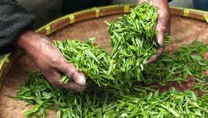 hojas de camelia sinensis